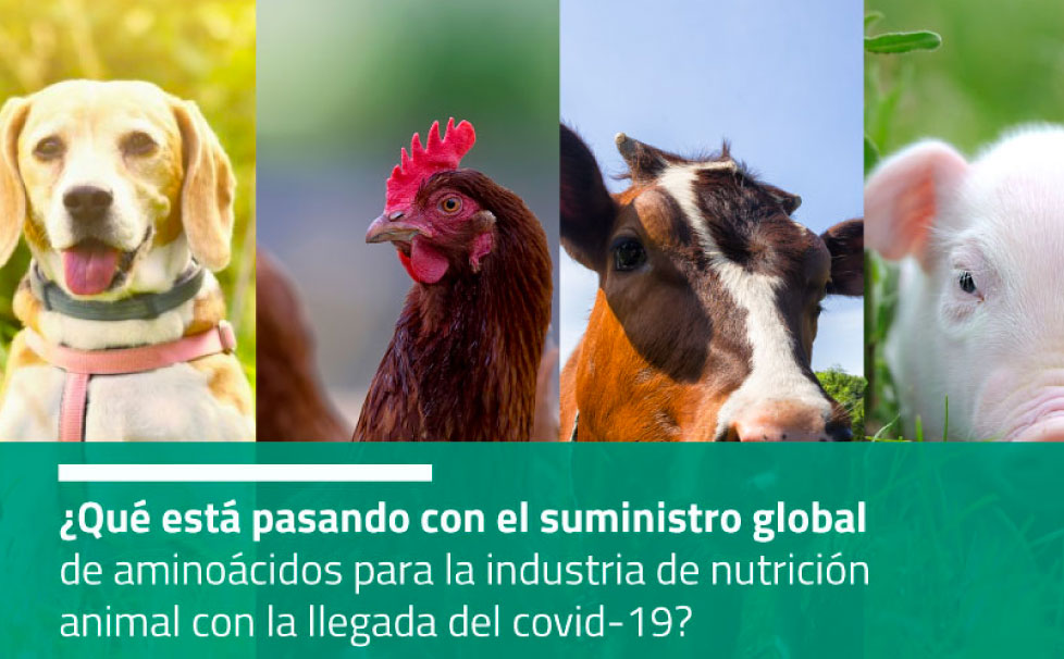 Lee más sobre el artículo ¿Qué está pasando con el suministro global de aminoácidos para la industria de nutrición animal con la llegada del covid-19?