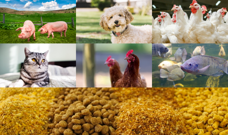Lee más sobre el artículo Estrategias para el control del crecimiento de hongos en alimentos para animales
