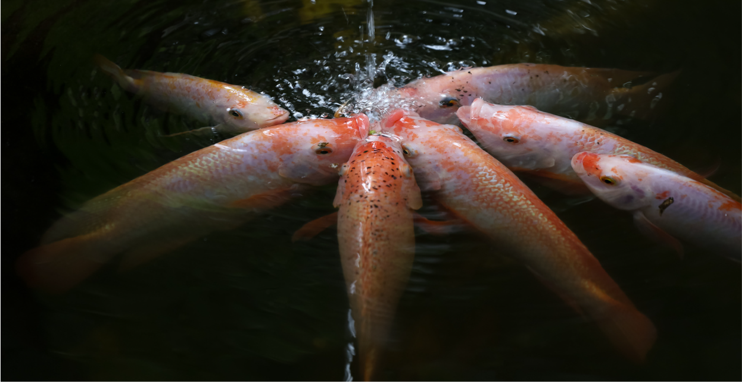 Acuicola