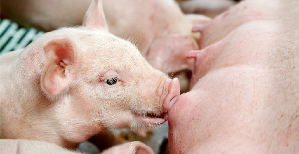 Levadura Viva para Porcicultura Comercial: Tecnología que Mejora el Rendimiento
